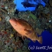 grouper_nassau_rg_lc_h_0216_cay0220.jpg